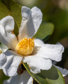 茶树茶花