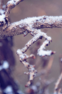 雪中枯枝