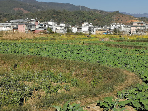 田野