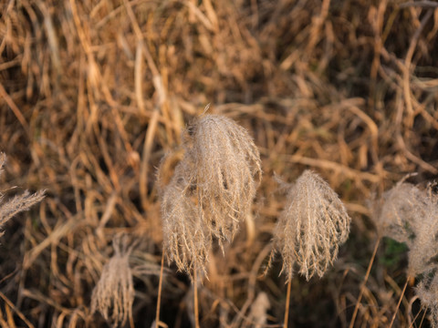 芦苇特写