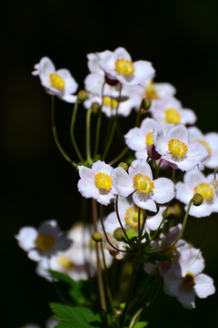 野棉花