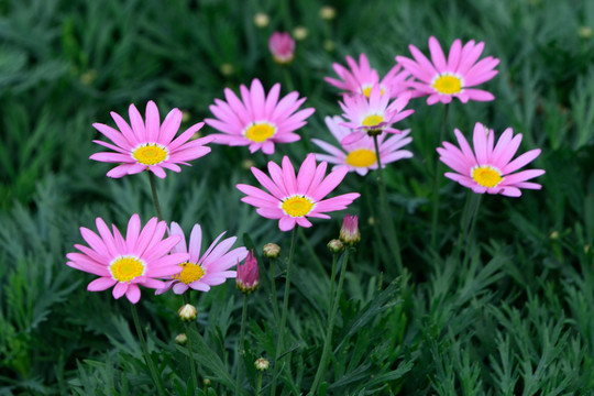 粉色小菊花