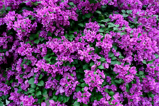 三角梅鮮花背景墻