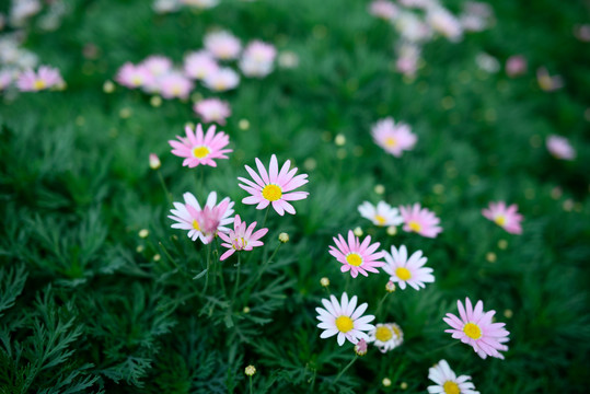 粉色小菊花