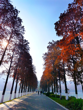 东湖绿道秋景