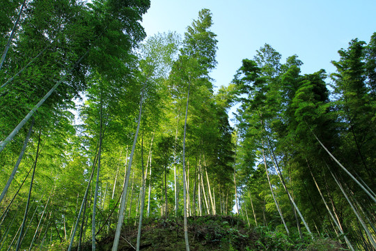 竹子竹林