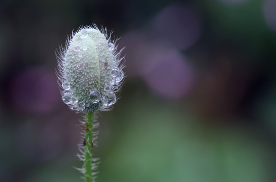 花朵上的水珠