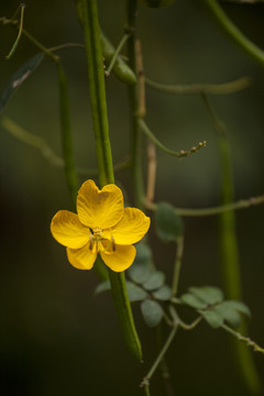 双荚决明开花