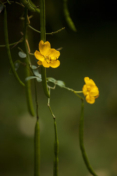 双荚决明开花