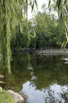 池塘风景