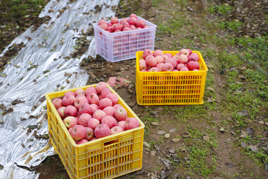 栖霞苹果