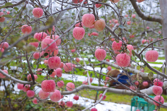 栖霞苹果