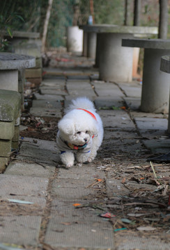 比熊犬