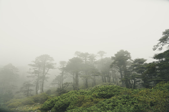 蒼山叢林