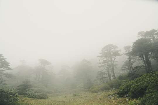 高山树林