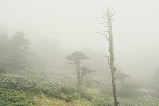 蒼山霧凇