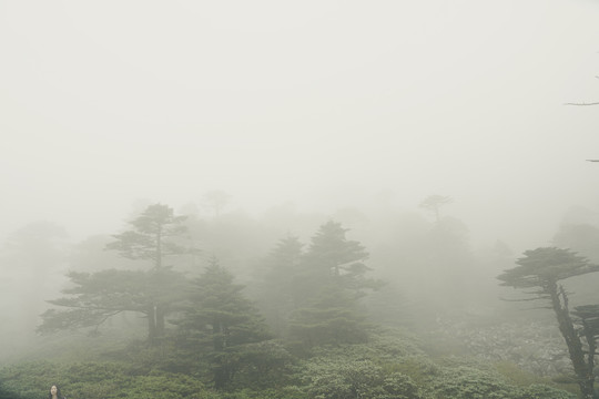 蒼山霧凇