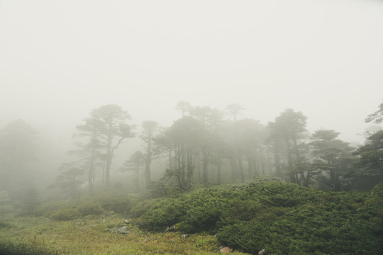 蒼山霧凇