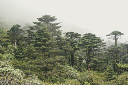 高山松樹