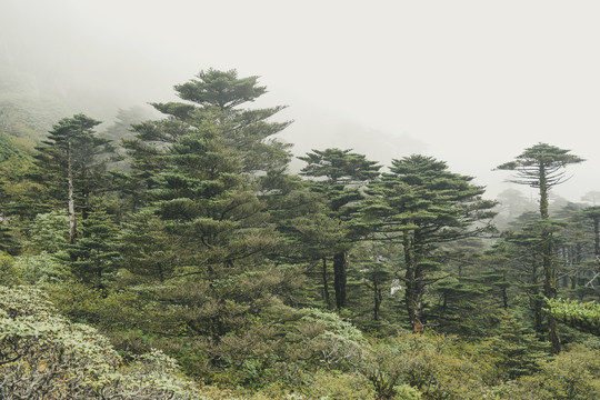 高山松树