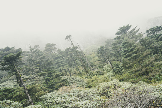 高山森林