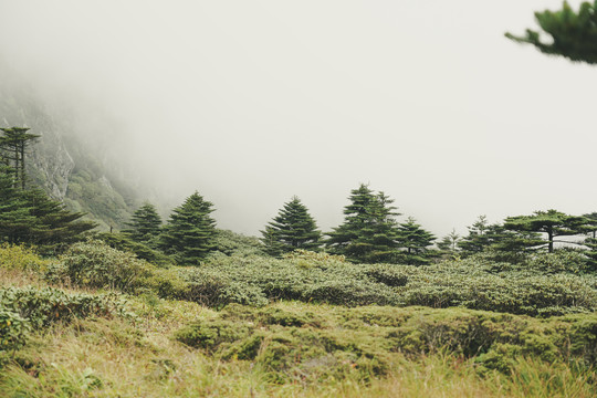 苍山草甸