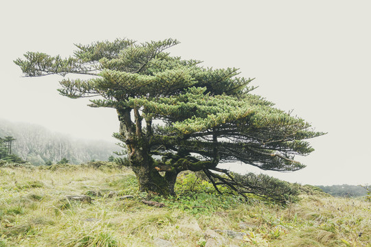 苍山松树