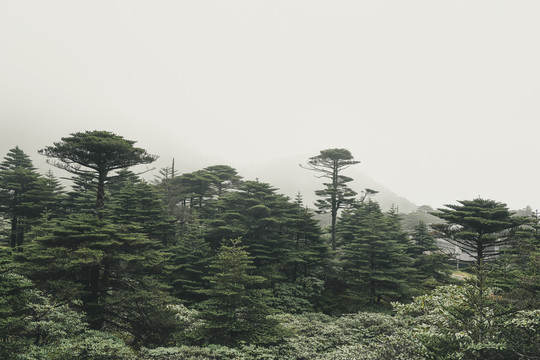 高山森林