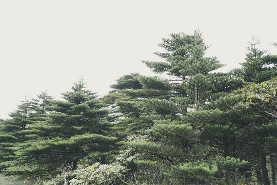 高山植物