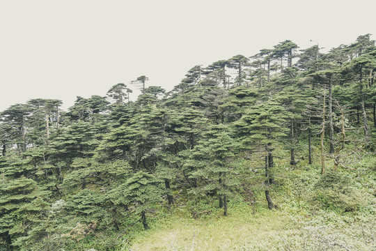 針葉林