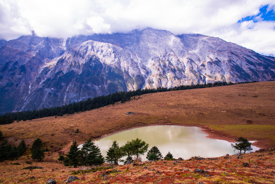 高山草甸