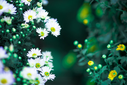 菊蕊独盈枝