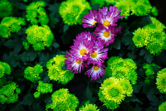 菊蕊独盈枝