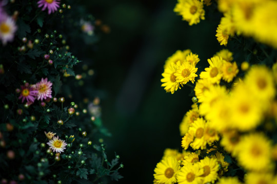 菊蕊独盈枝