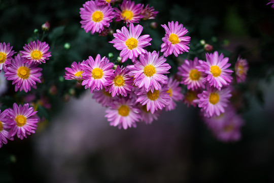 菊蕊独盈枝