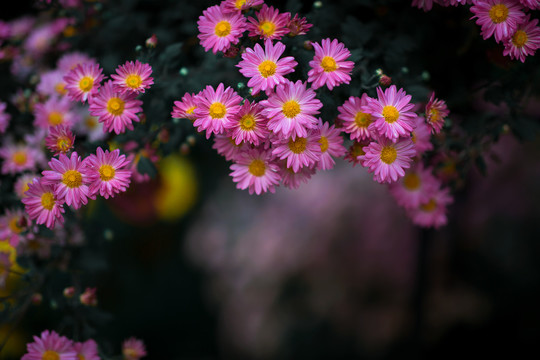 菊蕊独盈枝