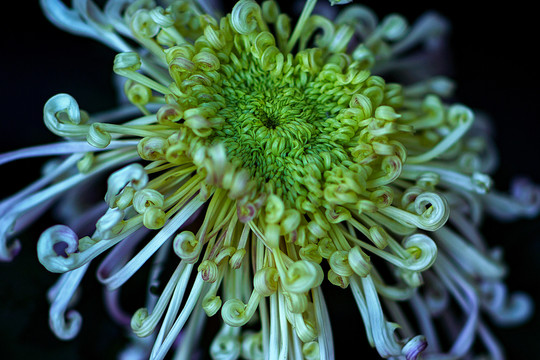 菊蕊独盈枝