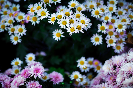 菊蕊独盈枝