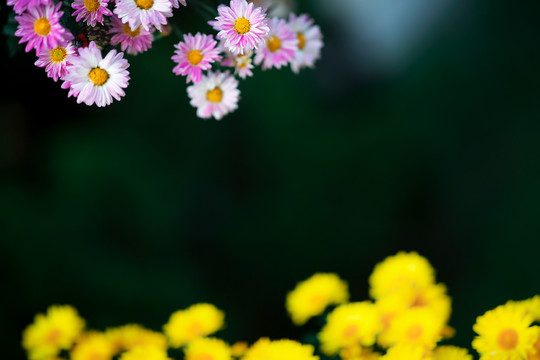 菊蕊独盈枝