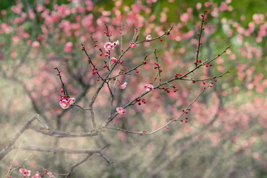 梅花