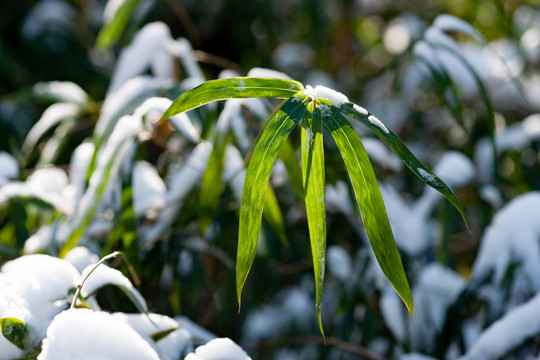 雪后竹叶