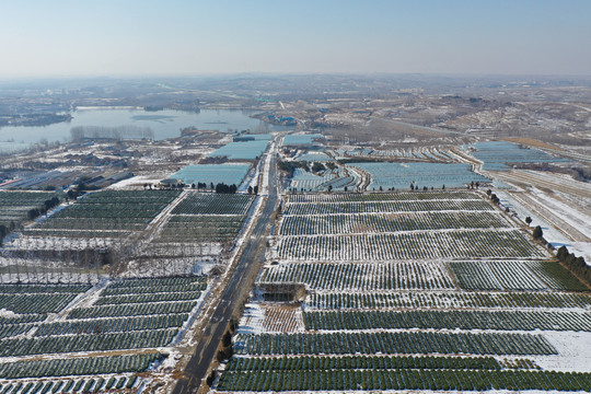 茶园雪后冬季茶园