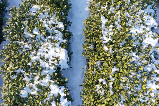 茶园雪后冬季茶园