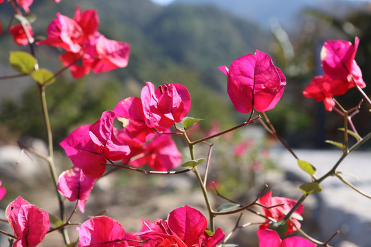 簕杜鹃花