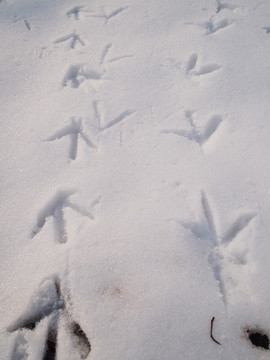 小野鸭在雪地留下的脚印