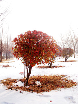 雪后红叶石楠