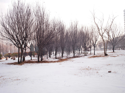 冬天的小树林