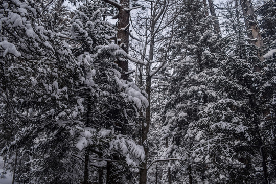 长白山雪松