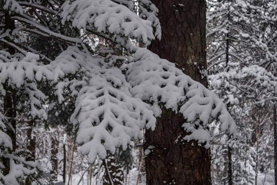 长白山雪松