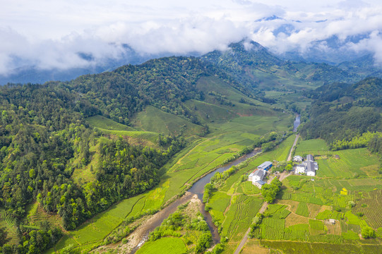 武夷山航拍茶山